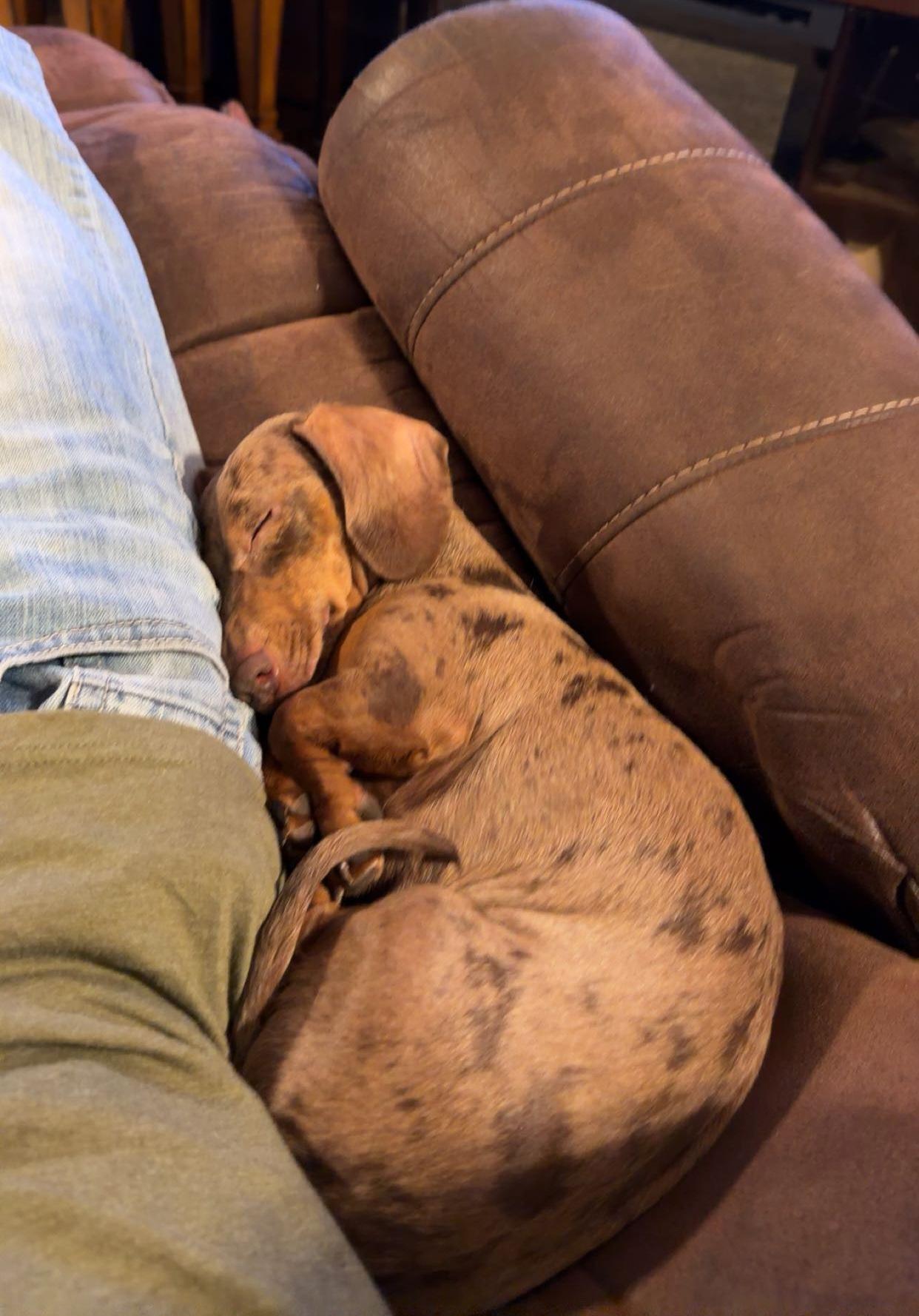 Maewyn--Adoption Pending, a Adoptable Dachshund in Omaha, NE image 3/3