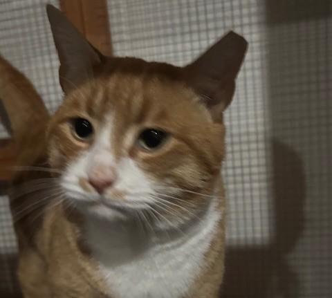 KENNY — thumbnail 2