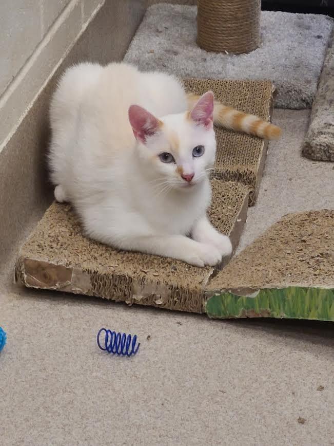 Vincent, Adoptable, Kitten Male Domestic Short Hair.