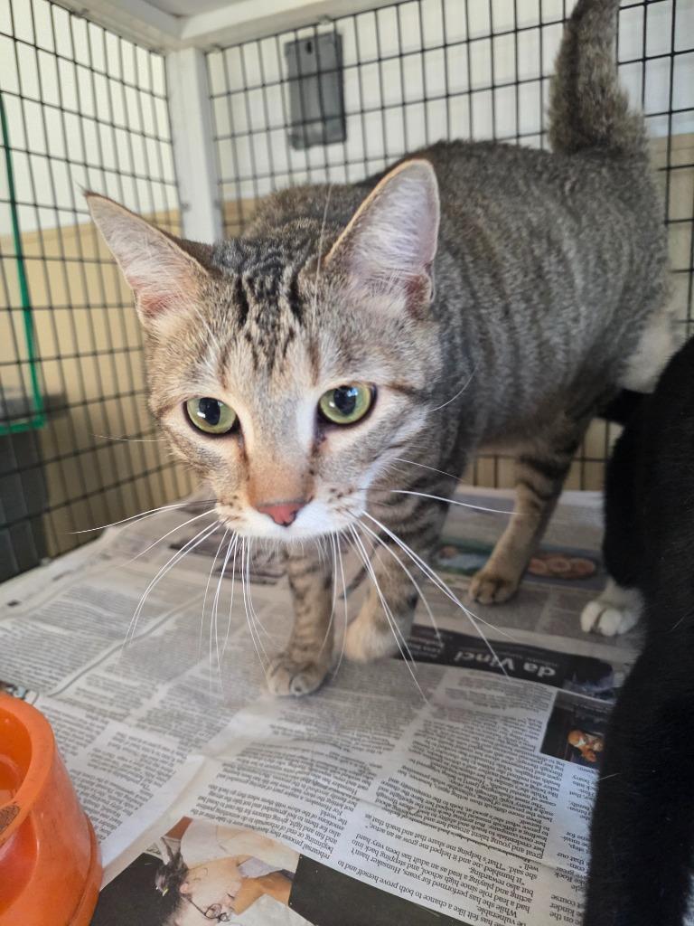 Casanova, Adoptable, Young Male Domestic Medium Hair.