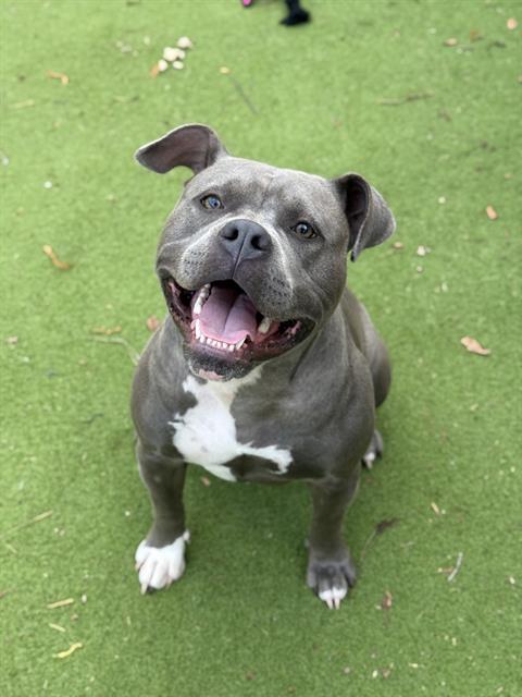 Enlarge PIGLET, a Adoptable Staffordshire Bull Terrier in Sugar Land, TX image 1/1