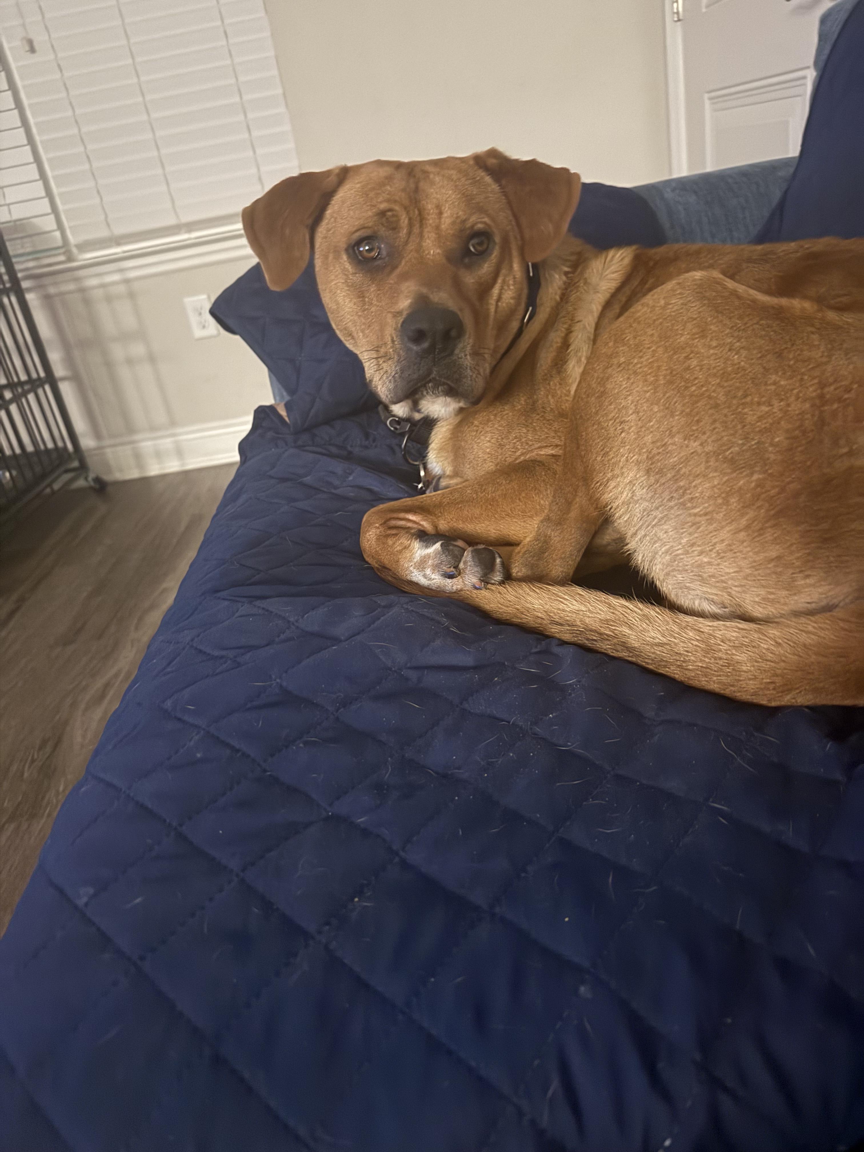 Bart (COURTESY POST), a other mixed breed in Orlando, FL image 4/5