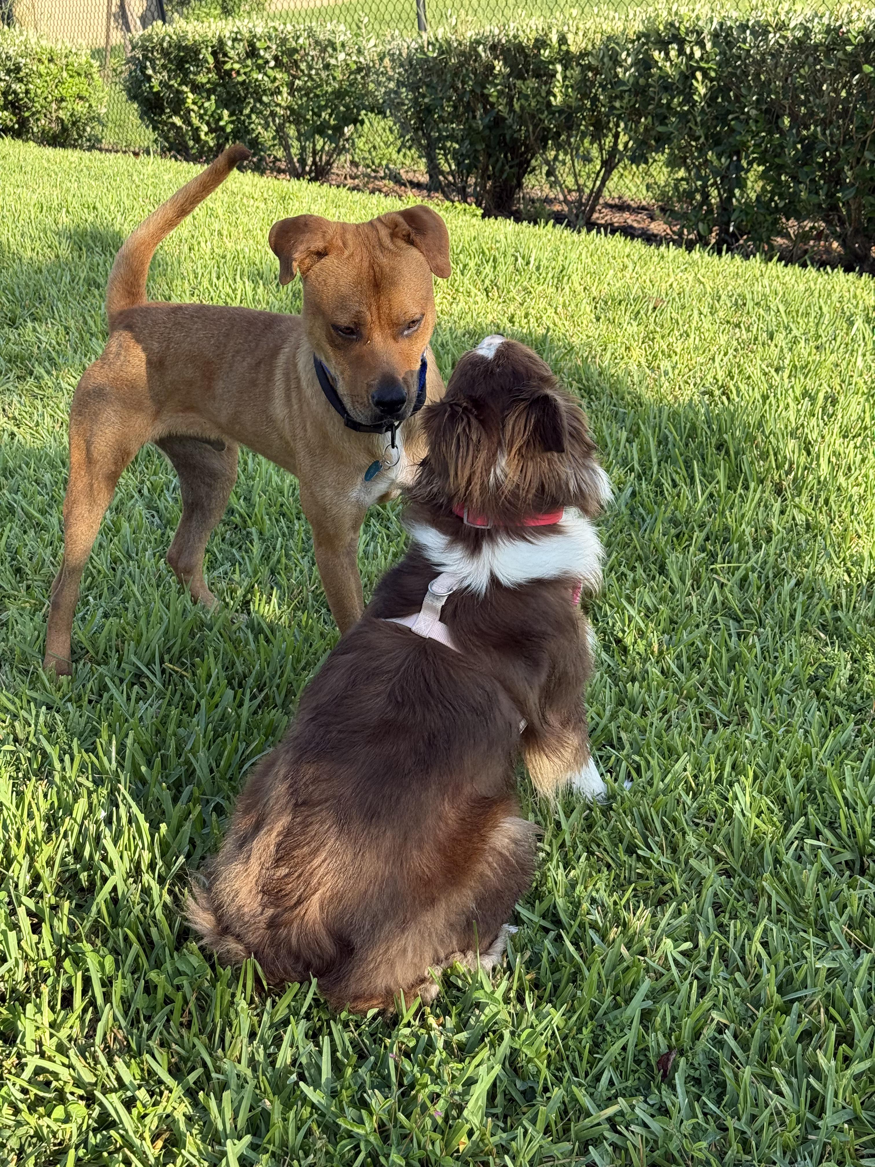 Bart (COURTESY POST), a other mixed breed in Orlando, FL image 5/5