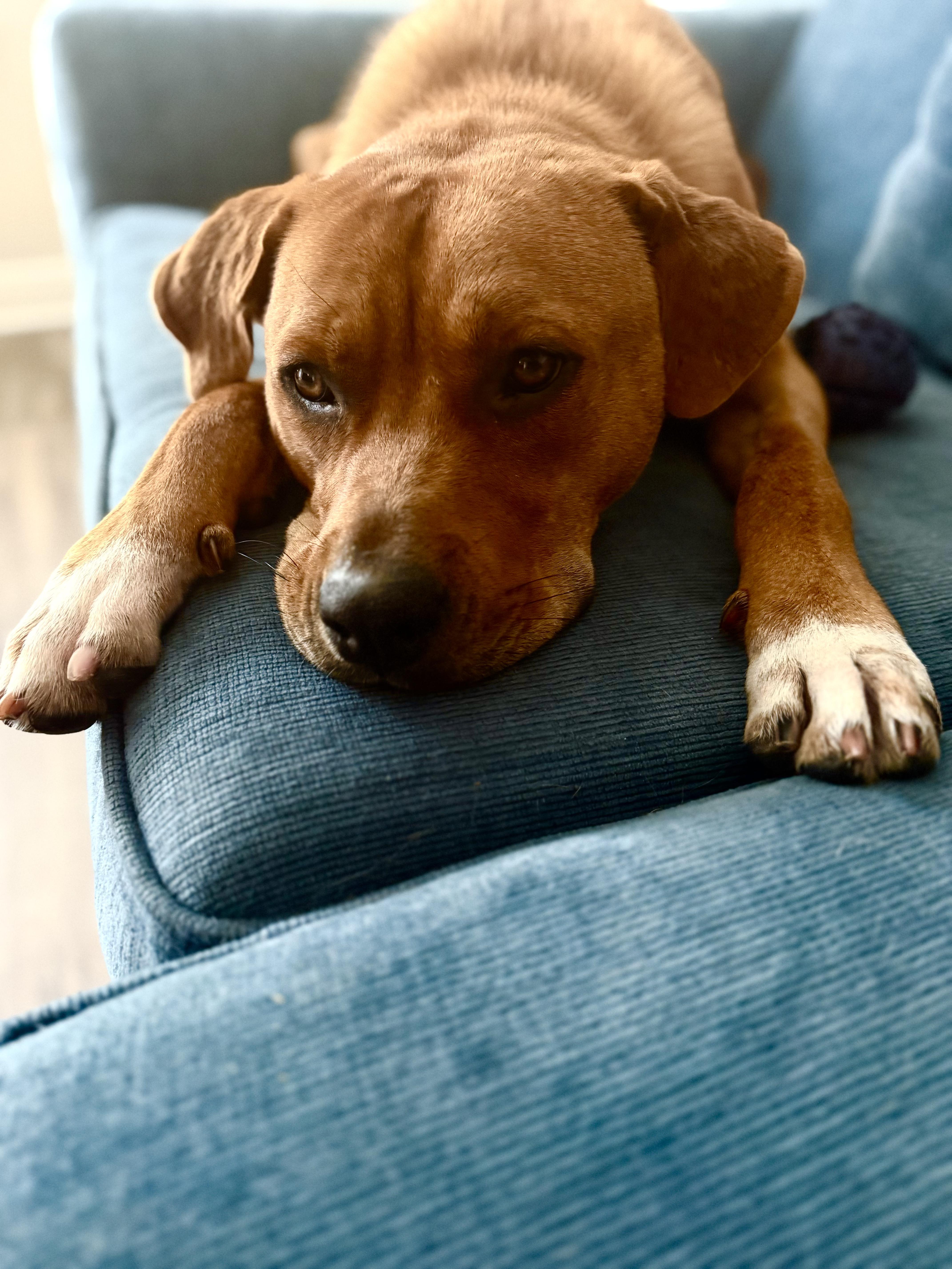 Bart (COURTESY POST), a other mixed breed in Orlando, FL image 3/5