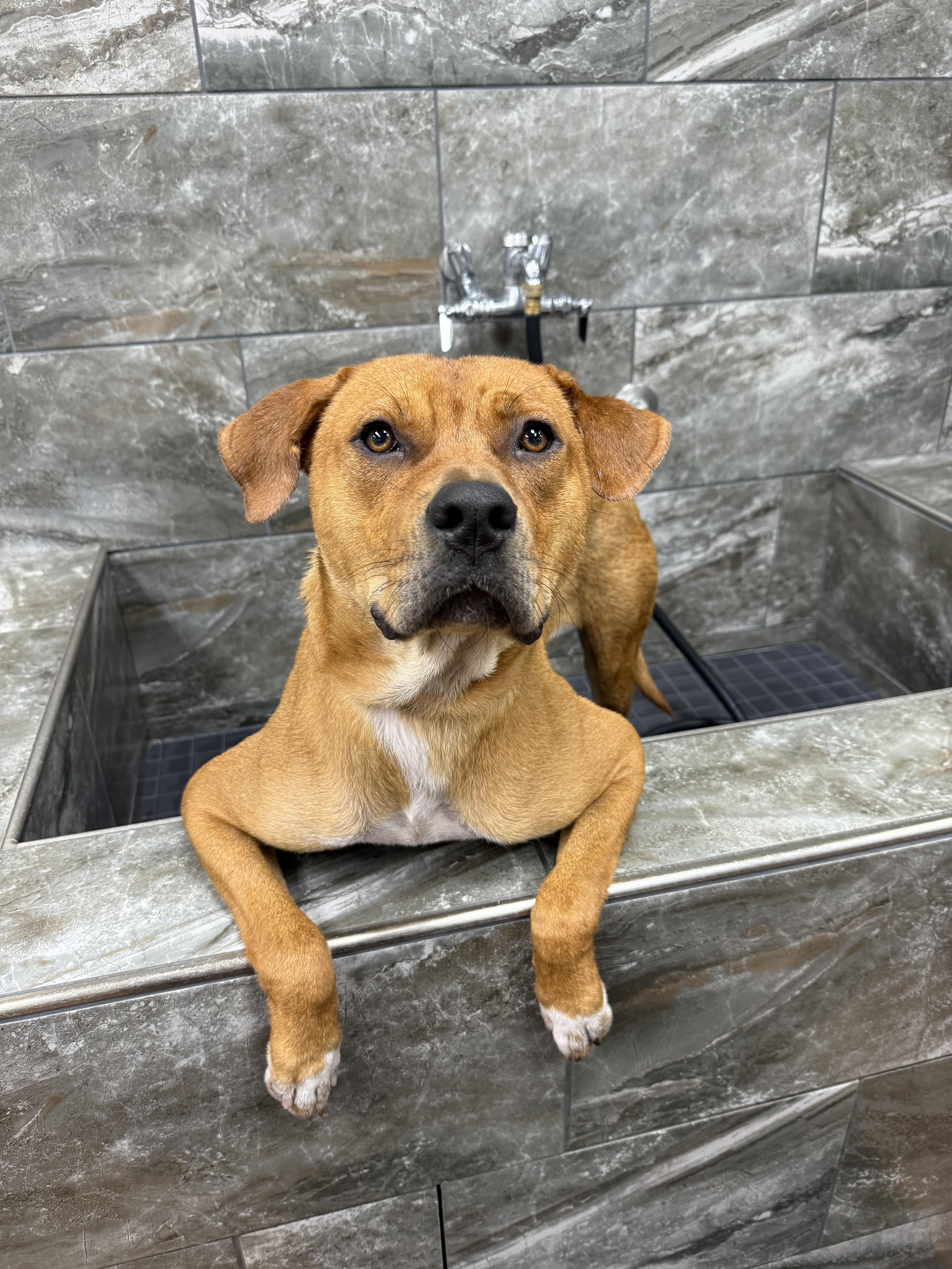 Bart (COURTESY POST), a other mixed breed in Orlando, FL image 2/5