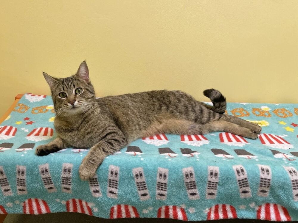 Enlarge Mr Johnson, a Adoptable Domestic Short Hair in Trenton, ME image 1/5