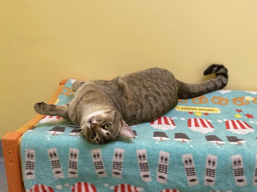 Enlarge Mr Johnson, a Adoptable Domestic Short Hair in Trenton, ME image 2/5