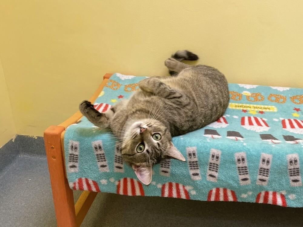 Enlarge Mr Johnson, a Adoptable Domestic Short Hair in Trenton, ME image 3/5