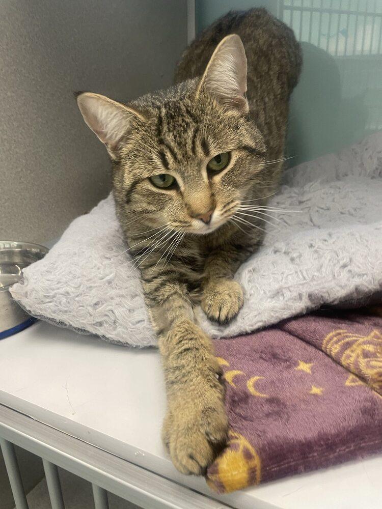 Enlarge Mr Johnson, a Adoptable Domestic Short Hair in Trenton, ME image 4/5