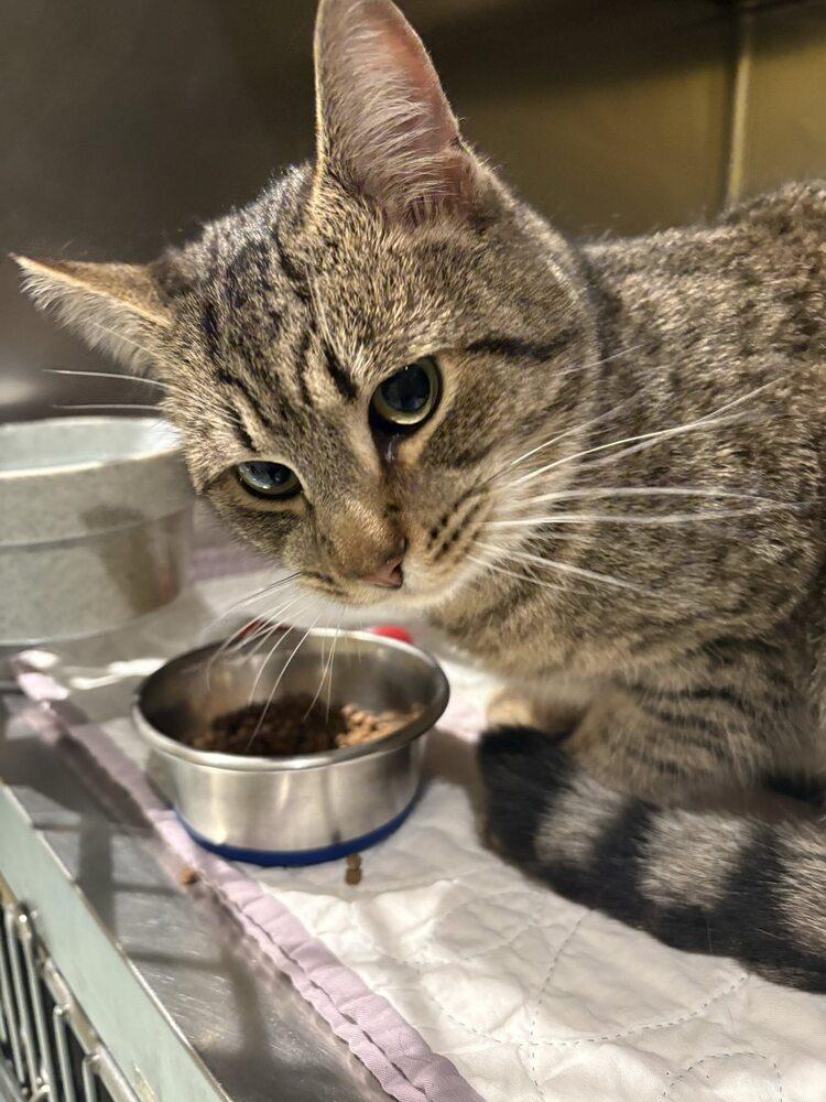 Mr. Johnson, Adoptable, Young Male Domestic Short Hair.