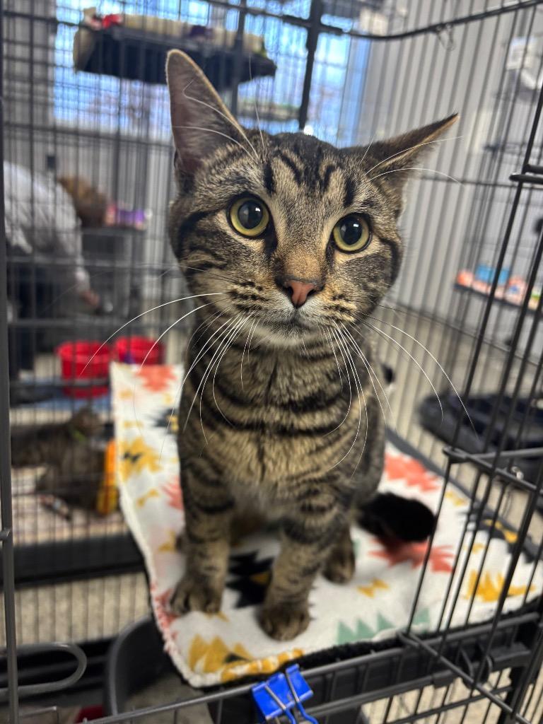 Enlarge Hydrogen, a Adoptable American Shorthair in Van Wert, OH image 1/1