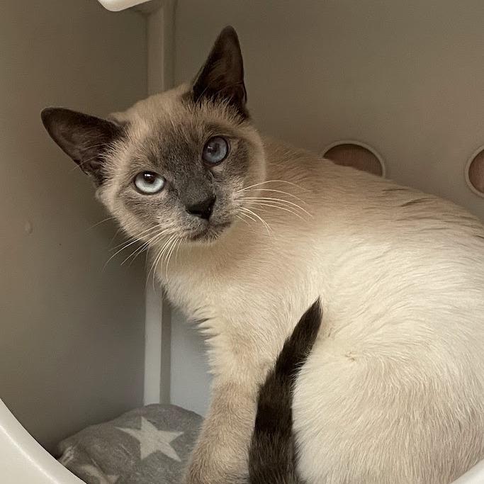 Odin, Adoptable, Young Male Siamese.