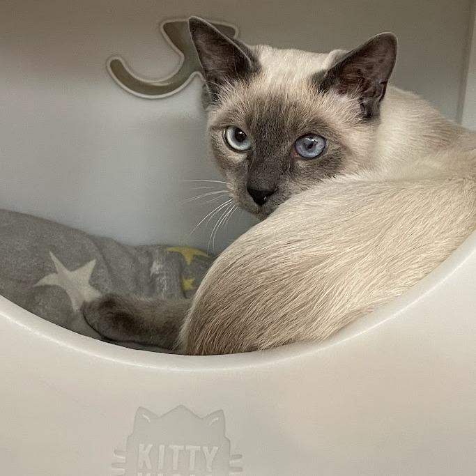 Enlarge Odin, a Adoptable Siamese in Port Charlotte, FL image 2/5