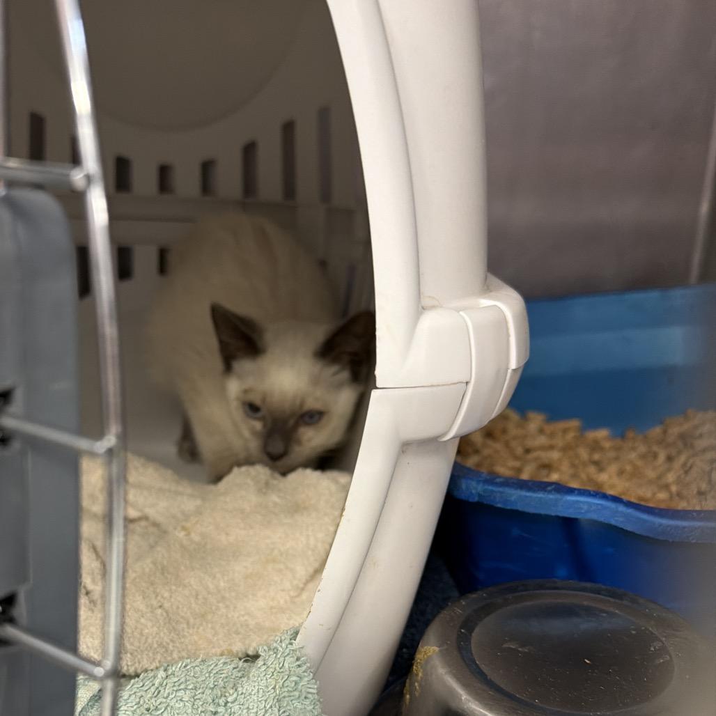Enlarge Odin, a Adoptable Siamese in Port Charlotte, FL image 3/5
