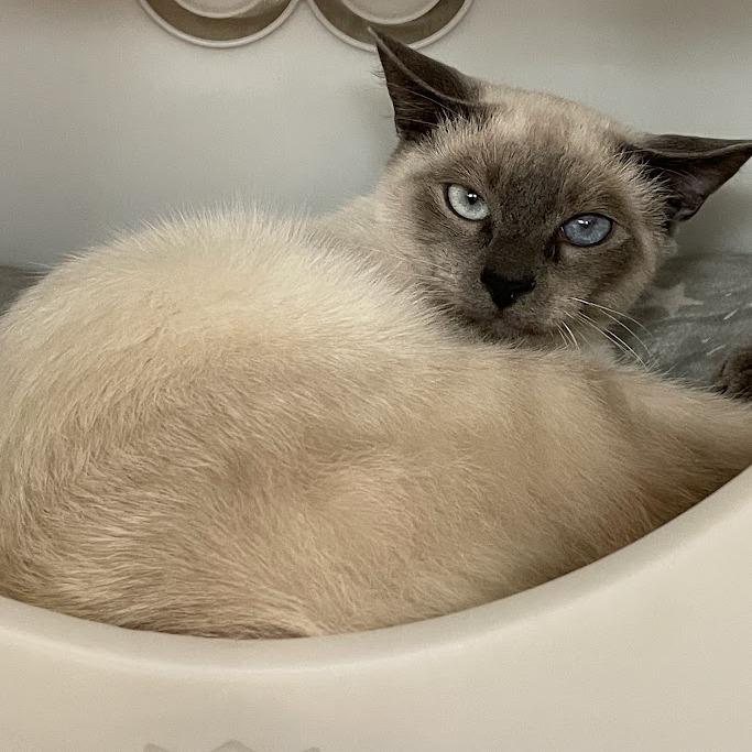 Enlarge Odin, a Adoptable Siamese in Port Charlotte, FL image 4/5