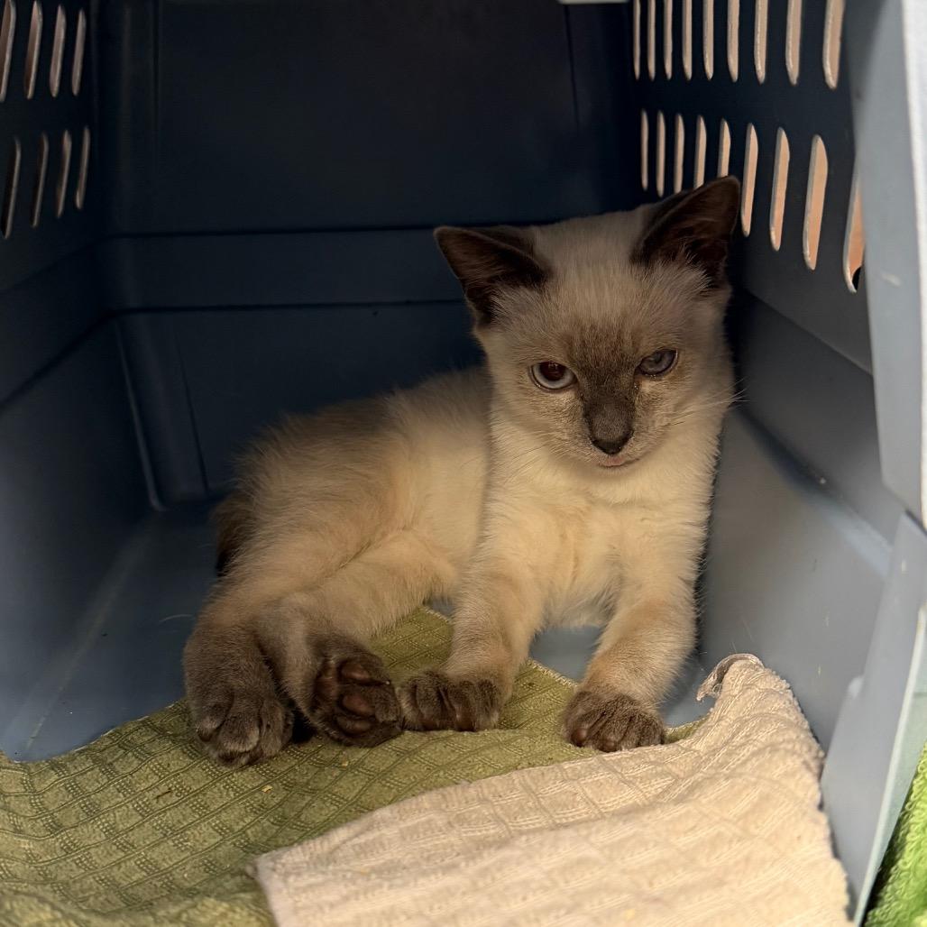 Enlarge Odin, a Adoptable Siamese in Port Charlotte, FL image 5/5