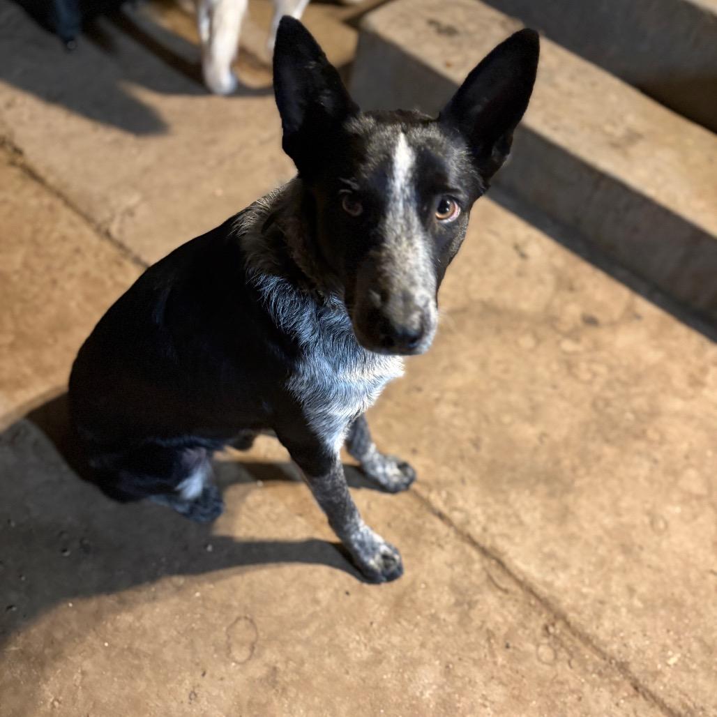 BullWinkle, Adoptable, Adult Male Australian Cattle Dog / Blue Heeler & Australian Cattle Dog / Blue Heeler.