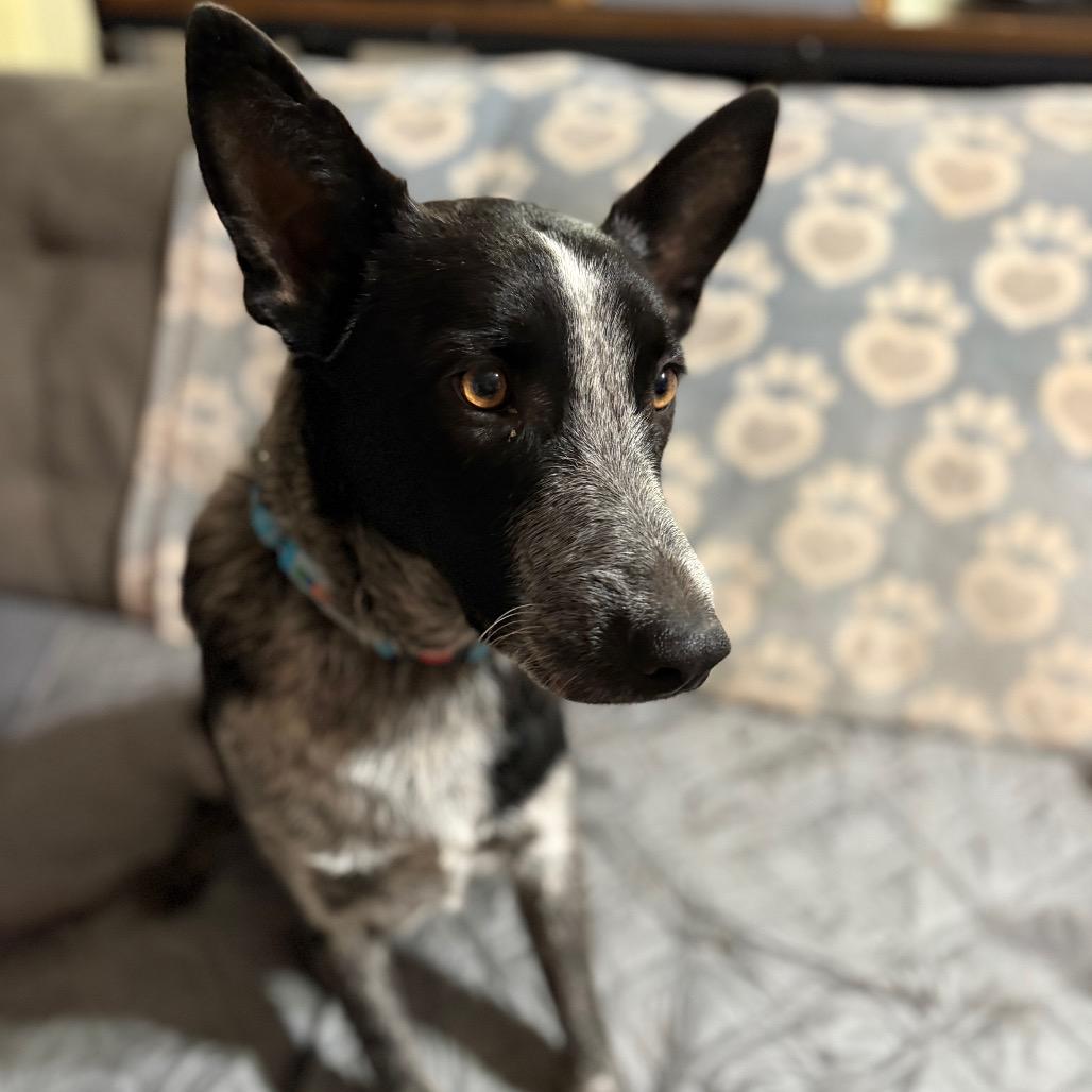 Enlarge BullWinkle, a Adoptable mixed breed in Riverside, CA image 2/4