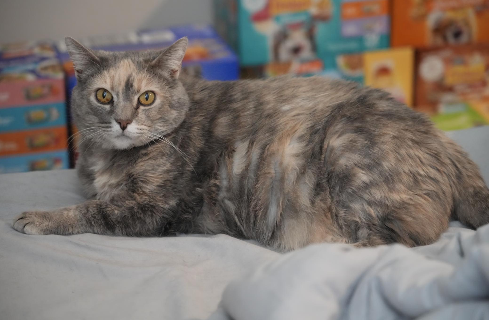 Missy Olive, a Adoptable Domestic Short Hair in Pinson, AL image 2/4