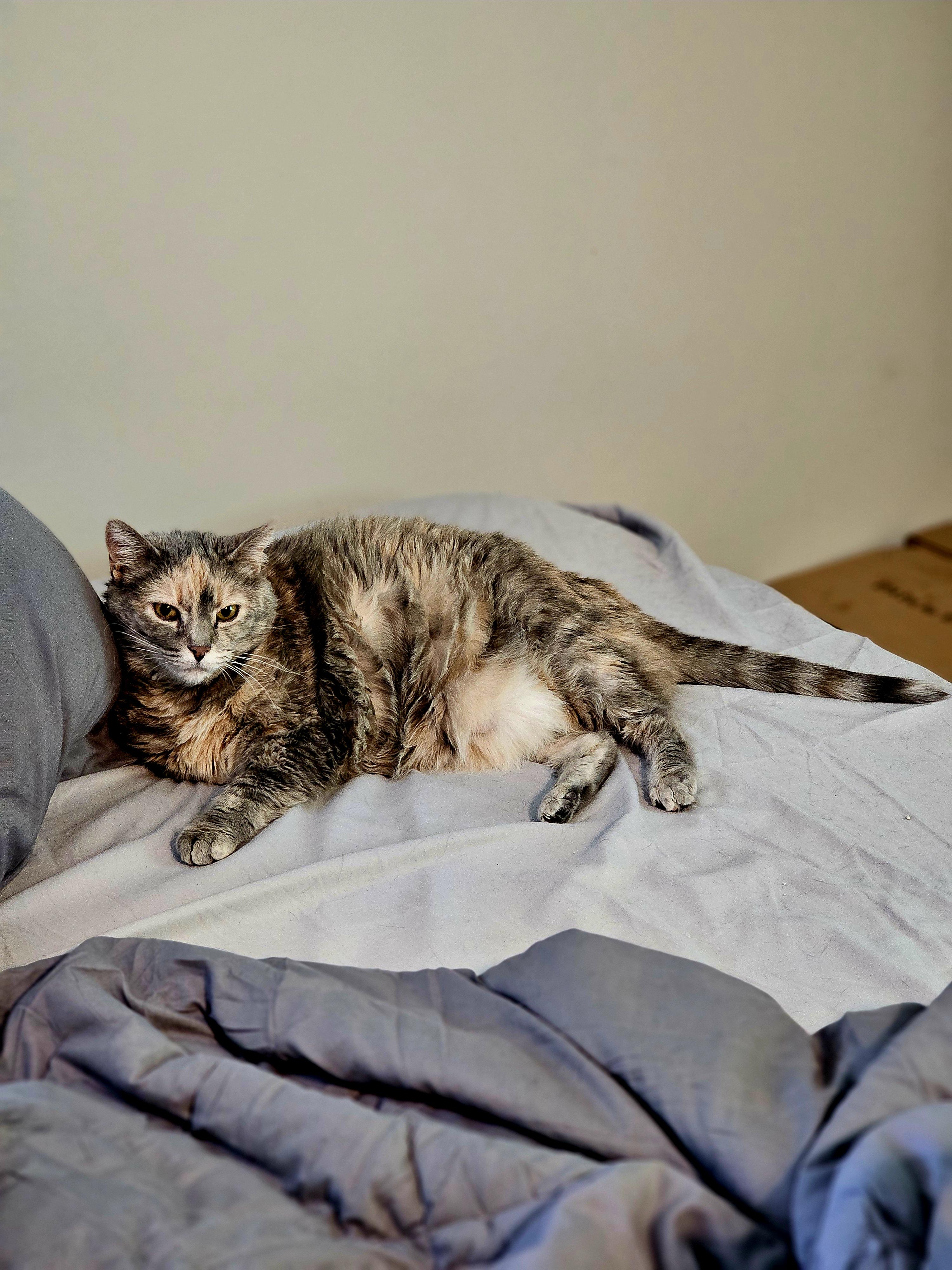 Missy Olive, a Adoptable Domestic Short Hair in Pinson, AL image 4/4