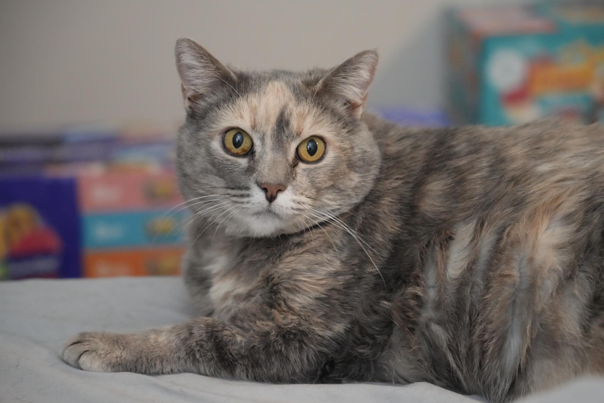 Missy Olive, a Adoptable Domestic Short Hair in Pinson, AL image 4/4