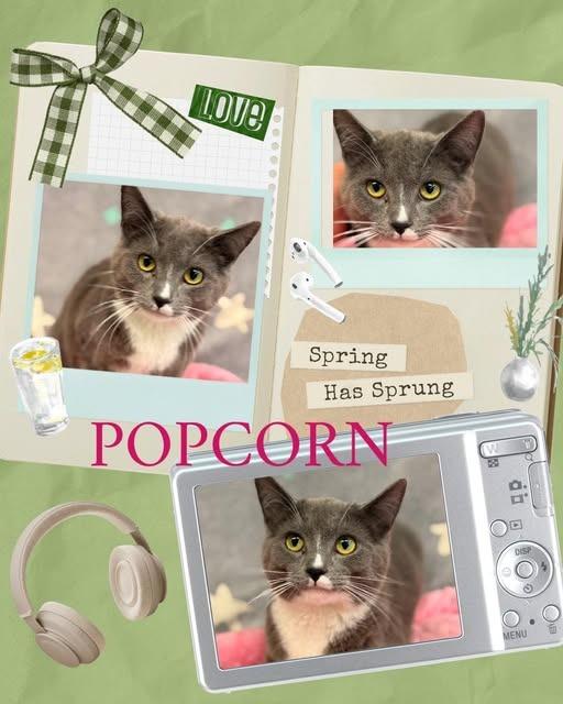 Popcorn, Adoptable, Kitten Female Domestic Medium Hair.