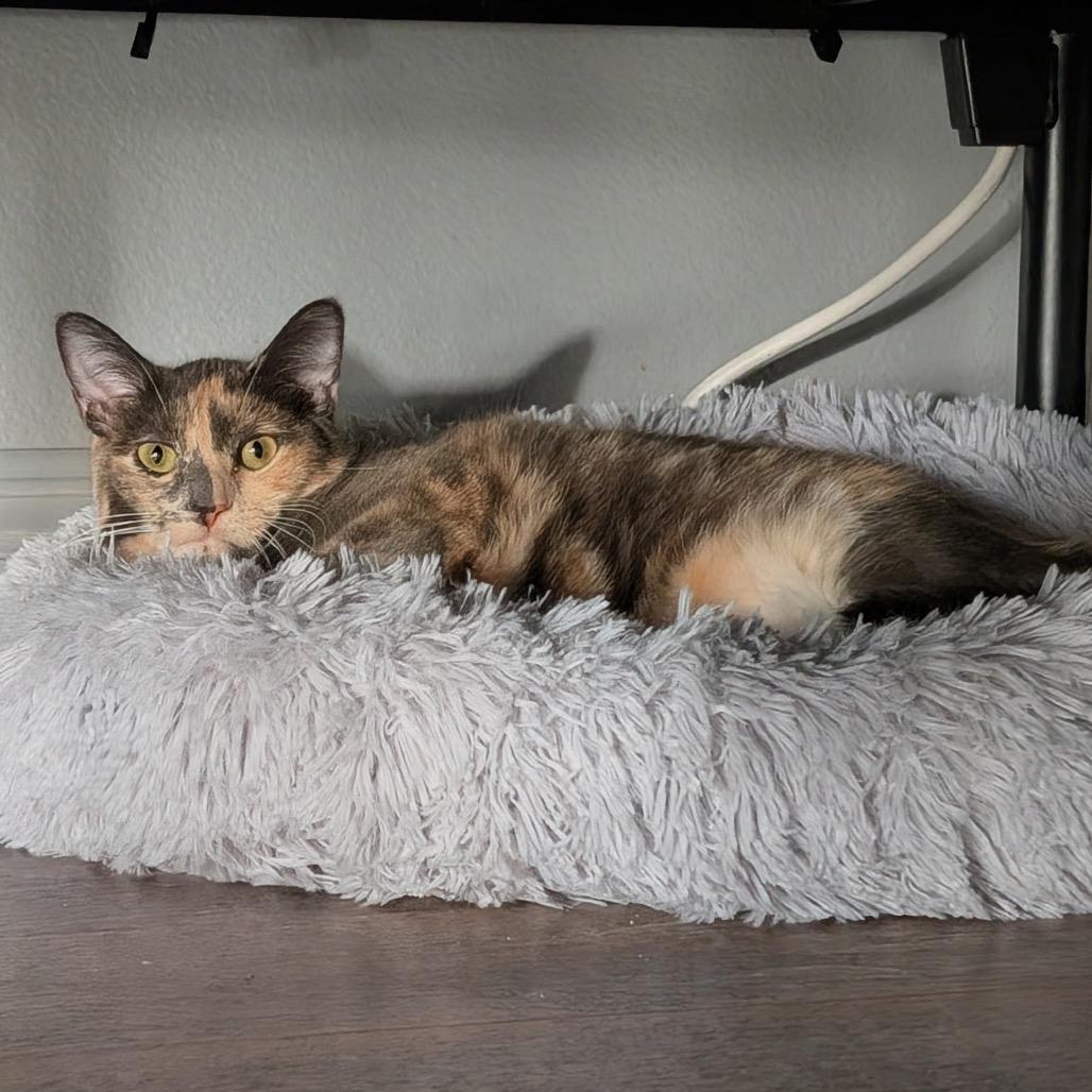 Brooke, Adoptable, Young Female Domestic Short Hair.