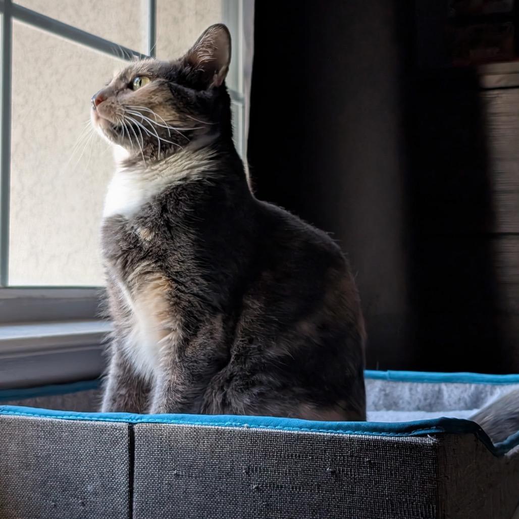 Enlarge Brooke, a Adoptable Domestic Short Hair in Las Vegas, NV image 2/4