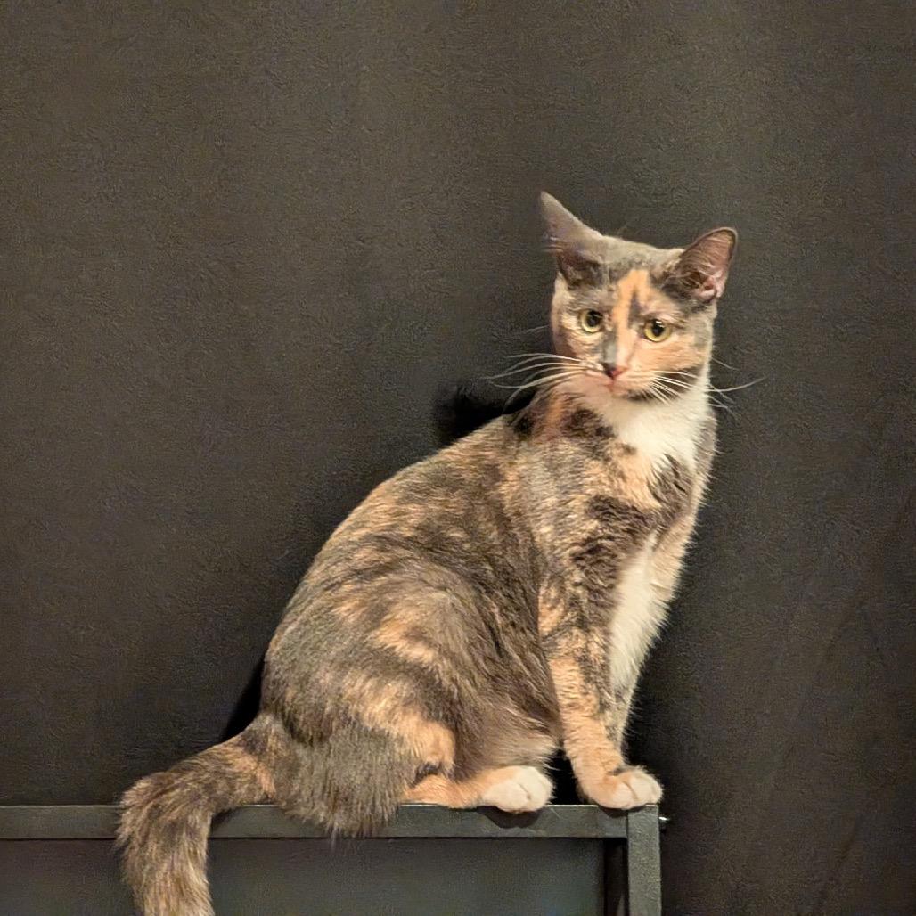 Enlarge Brooke, a Adoptable Domestic Short Hair in Las Vegas, NV image 3/4