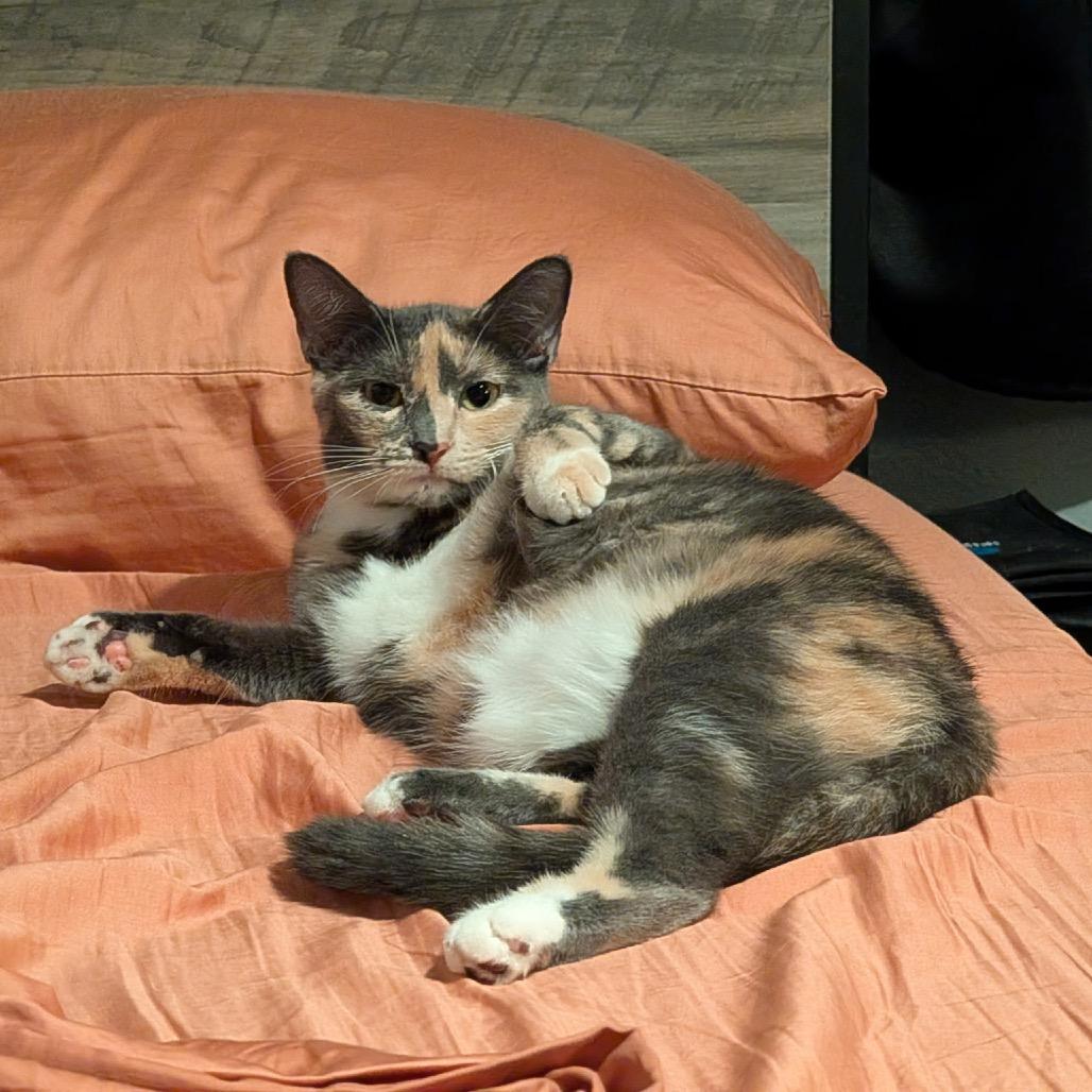 Enlarge Brooke, a Adoptable Domestic Short Hair in Las Vegas, NV image 4/4