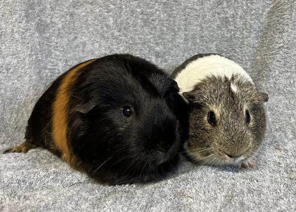 Enlarge Ivy, a Adoptable mixed breed in Monterey, CA image 2/5