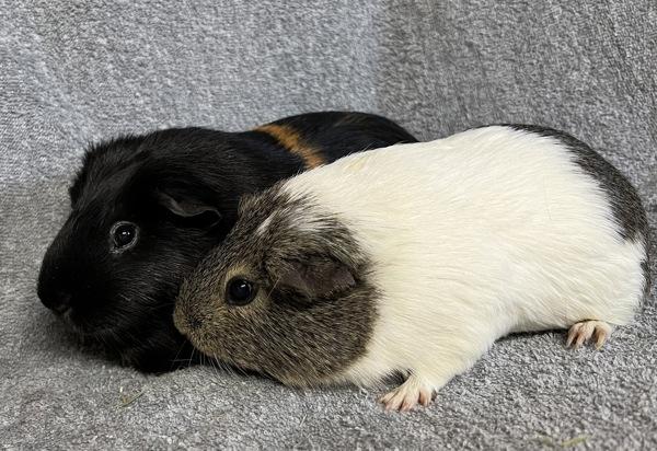 Enlarge Ivy, a Adoptable mixed breed in Monterey, CA image 3/5