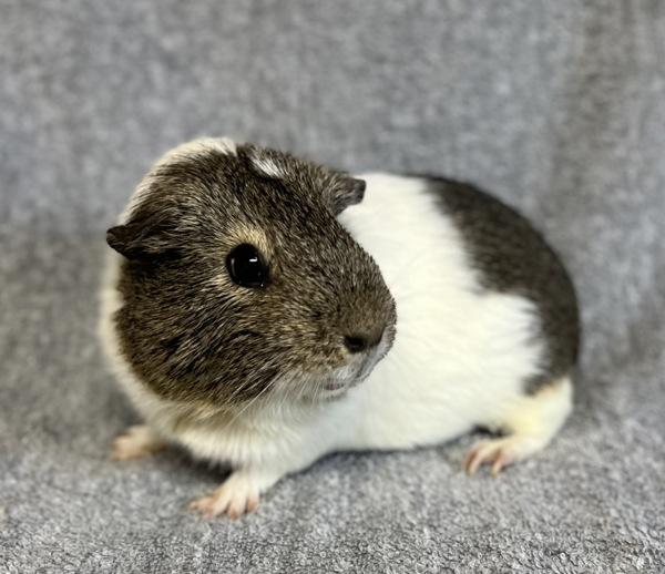 Enlarge Ivy, a Adoptable mixed breed in Monterey, CA image 4/5