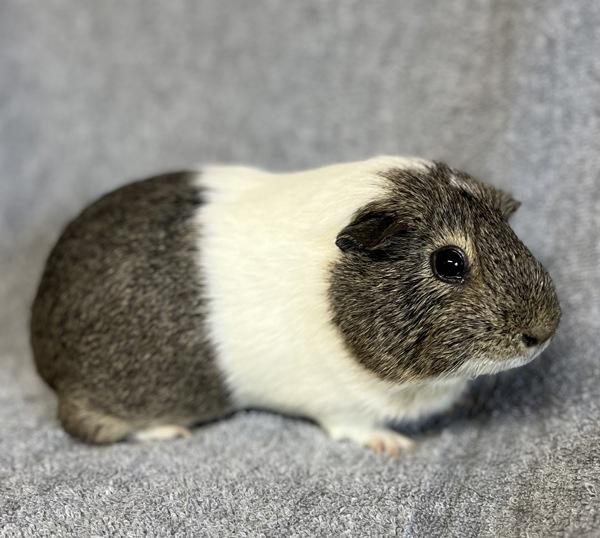 Enlarge Ivy, a Adoptable mixed breed in Monterey, CA image 5/5