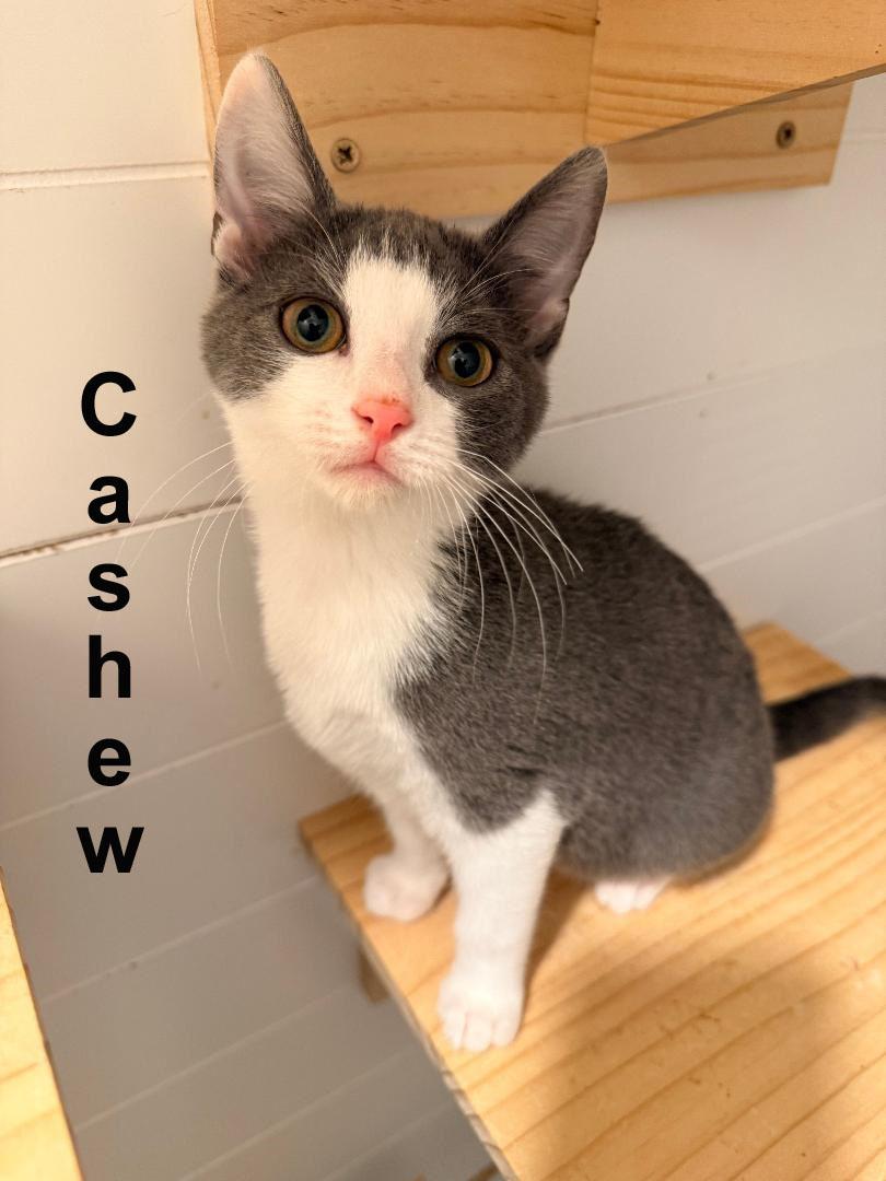 Cashew Shes. (sweet brother to Hazel and Pecan)