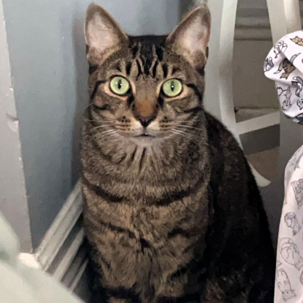 Enlarge Wilbur, a Adoptable Domestic Short Hair in Rochester, NY image 1/3