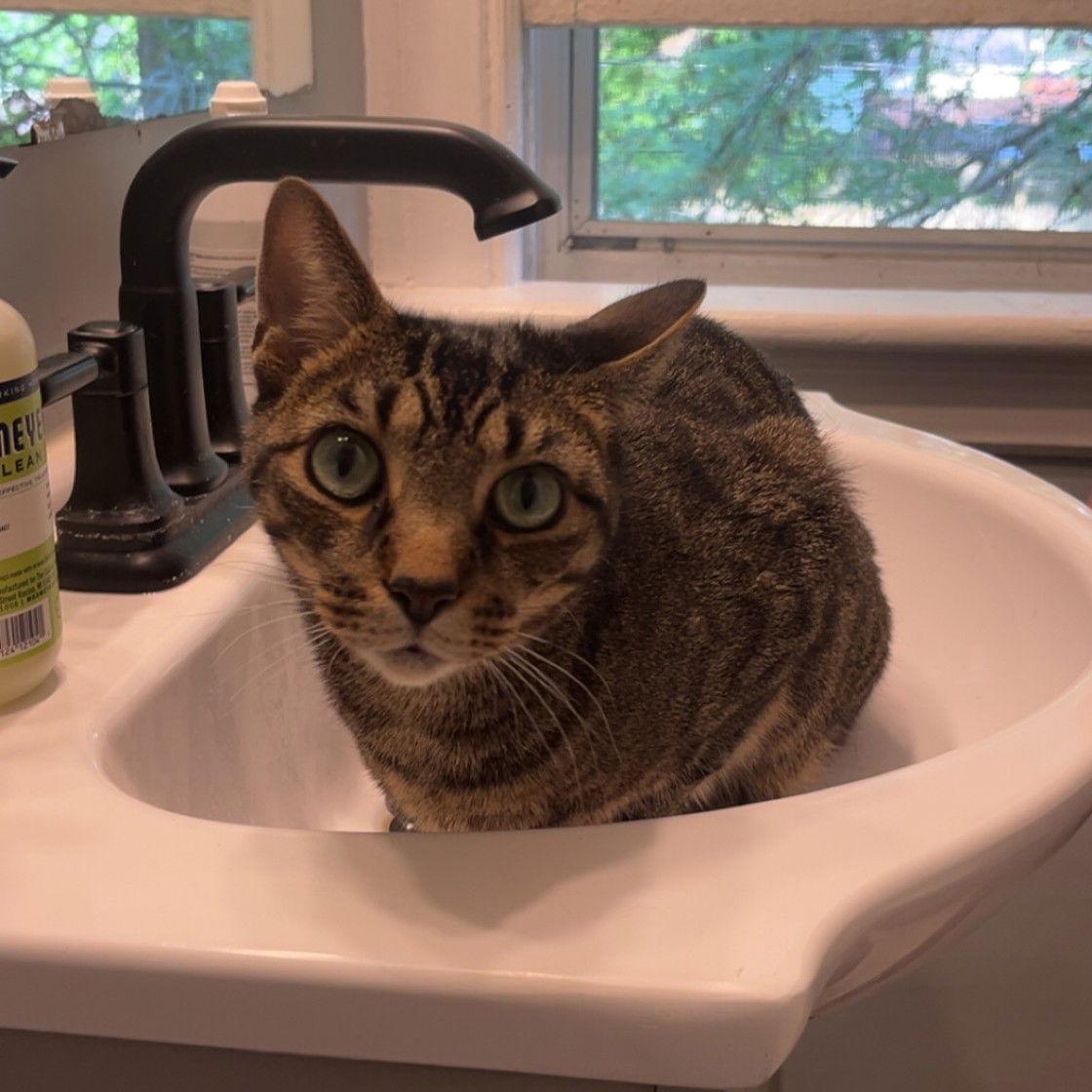 Enlarge Wilbur, a Adoptable Domestic Short Hair in Rochester, NY image 2/3