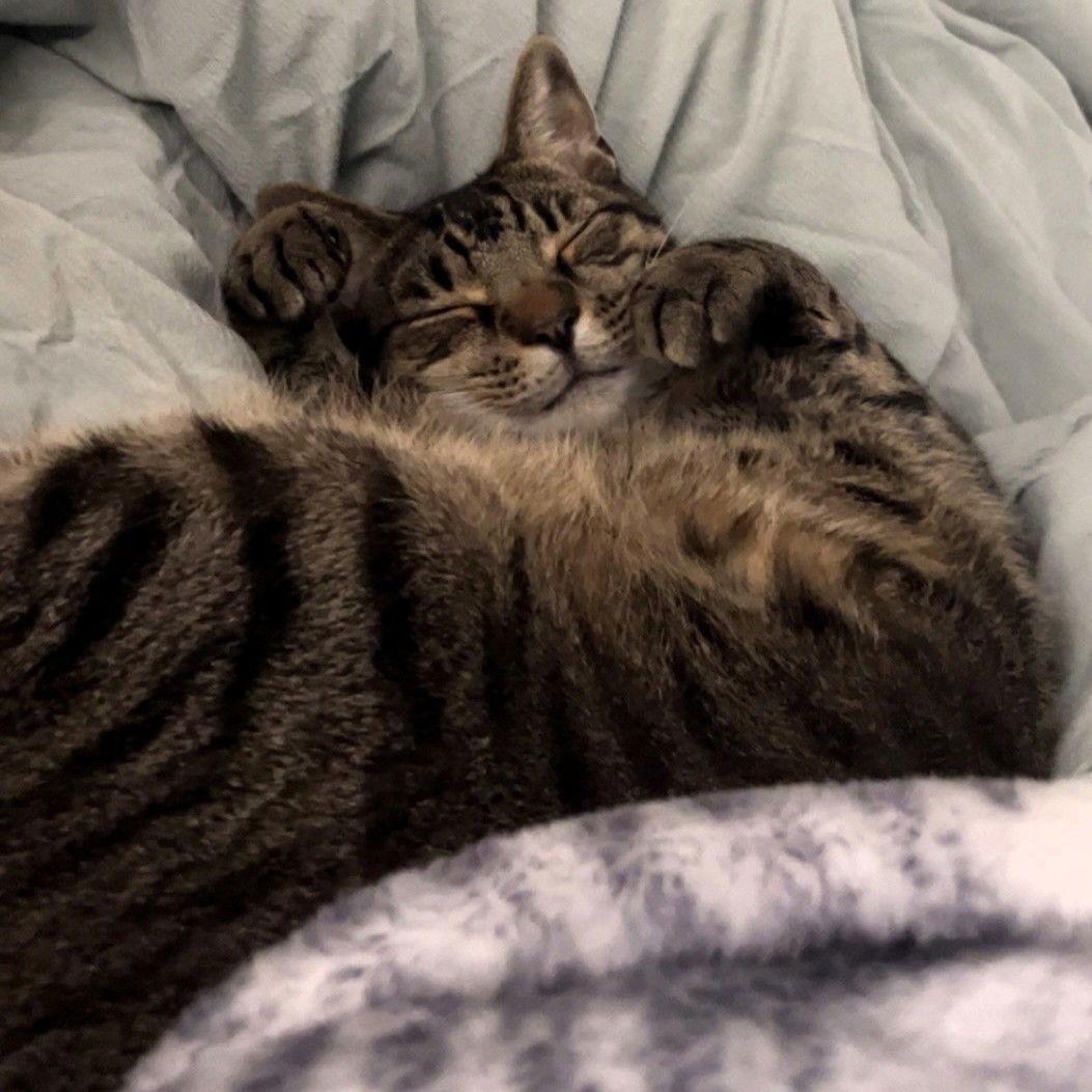 Enlarge Wilbur, a Adoptable Domestic Short Hair in Rochester, NY image 3/3