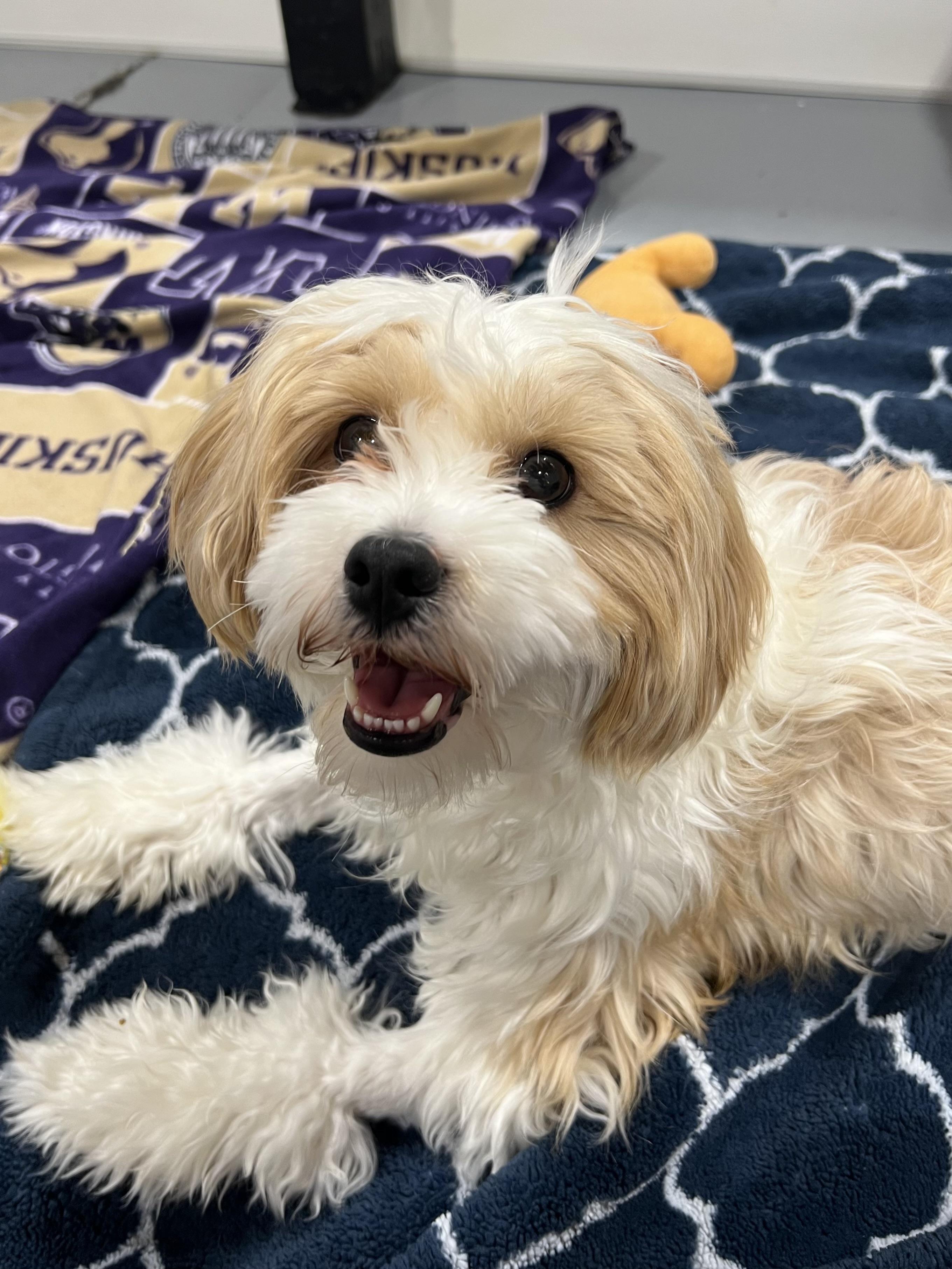 Enlarge Daisy, a ADOPTABLE Miniature Poodle in Seattle, WA image 1/4