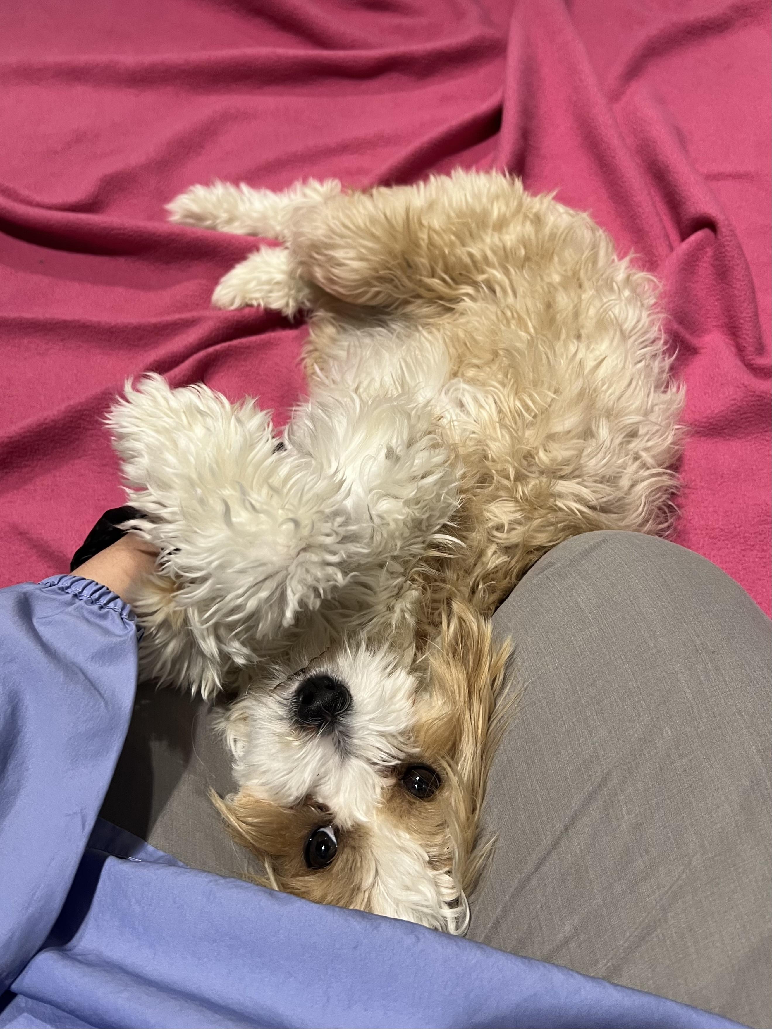 Enlarge Daisy, a ADOPTABLE Miniature Poodle in Seattle, WA image 2/4