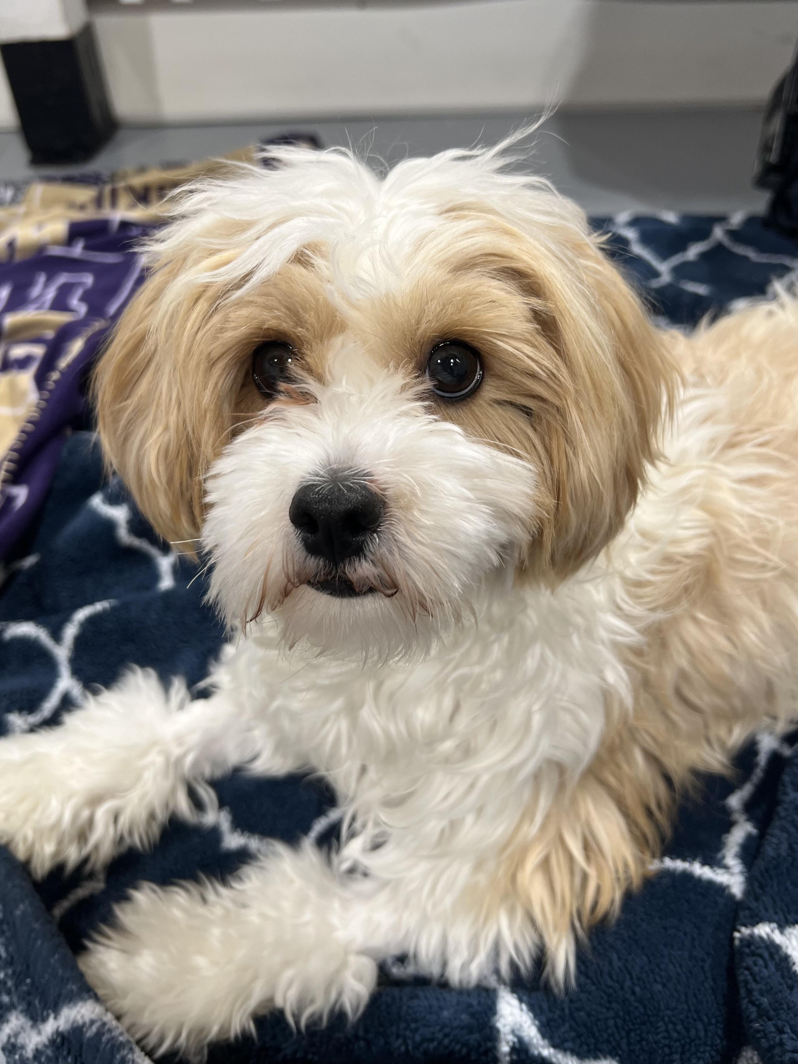 Enlarge Daisy, a ADOPTABLE Miniature Poodle in Seattle, WA image 3/4