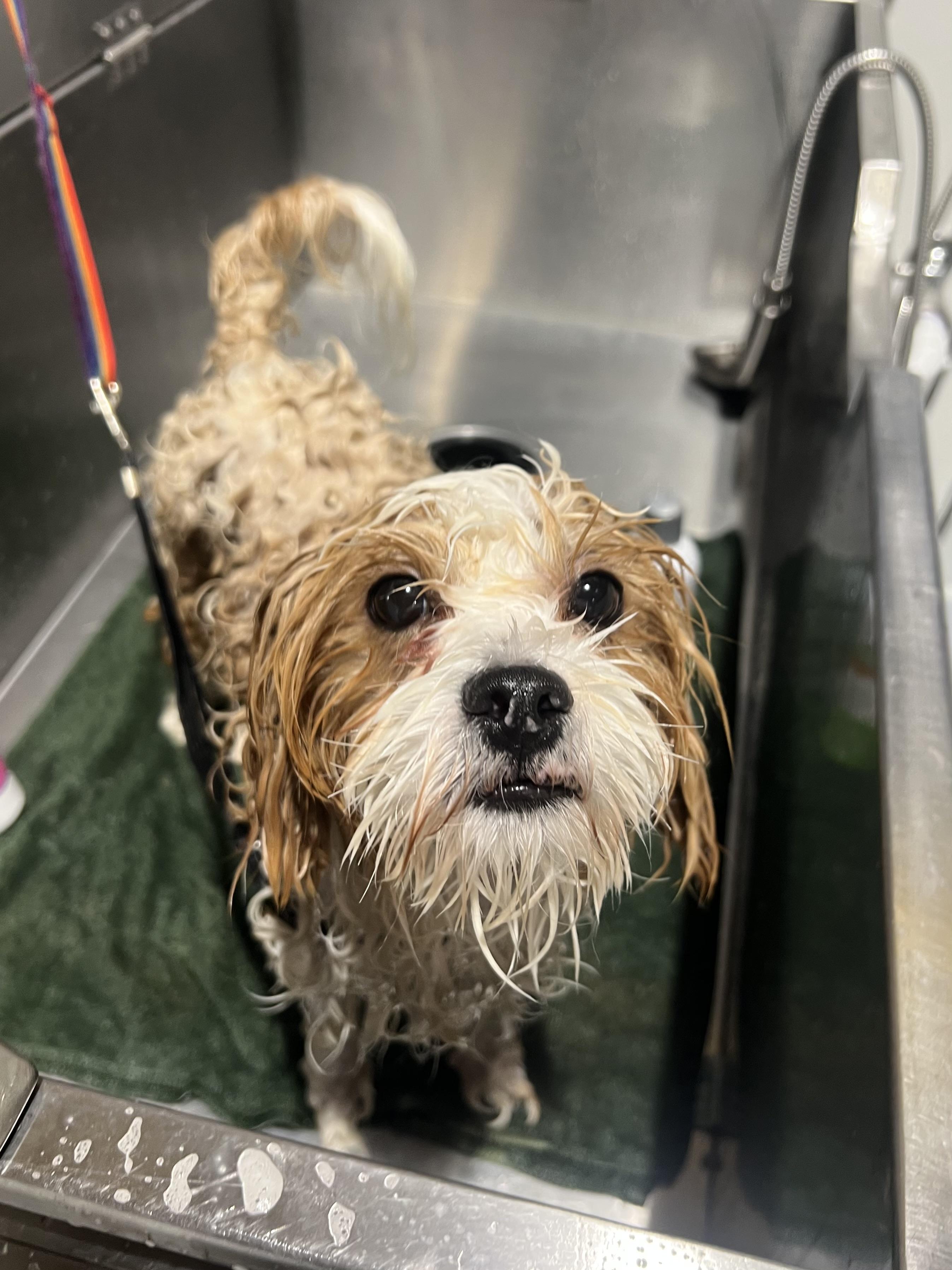 Enlarge Daisy, a ADOPTABLE Miniature Poodle in Seattle, WA image 4/4