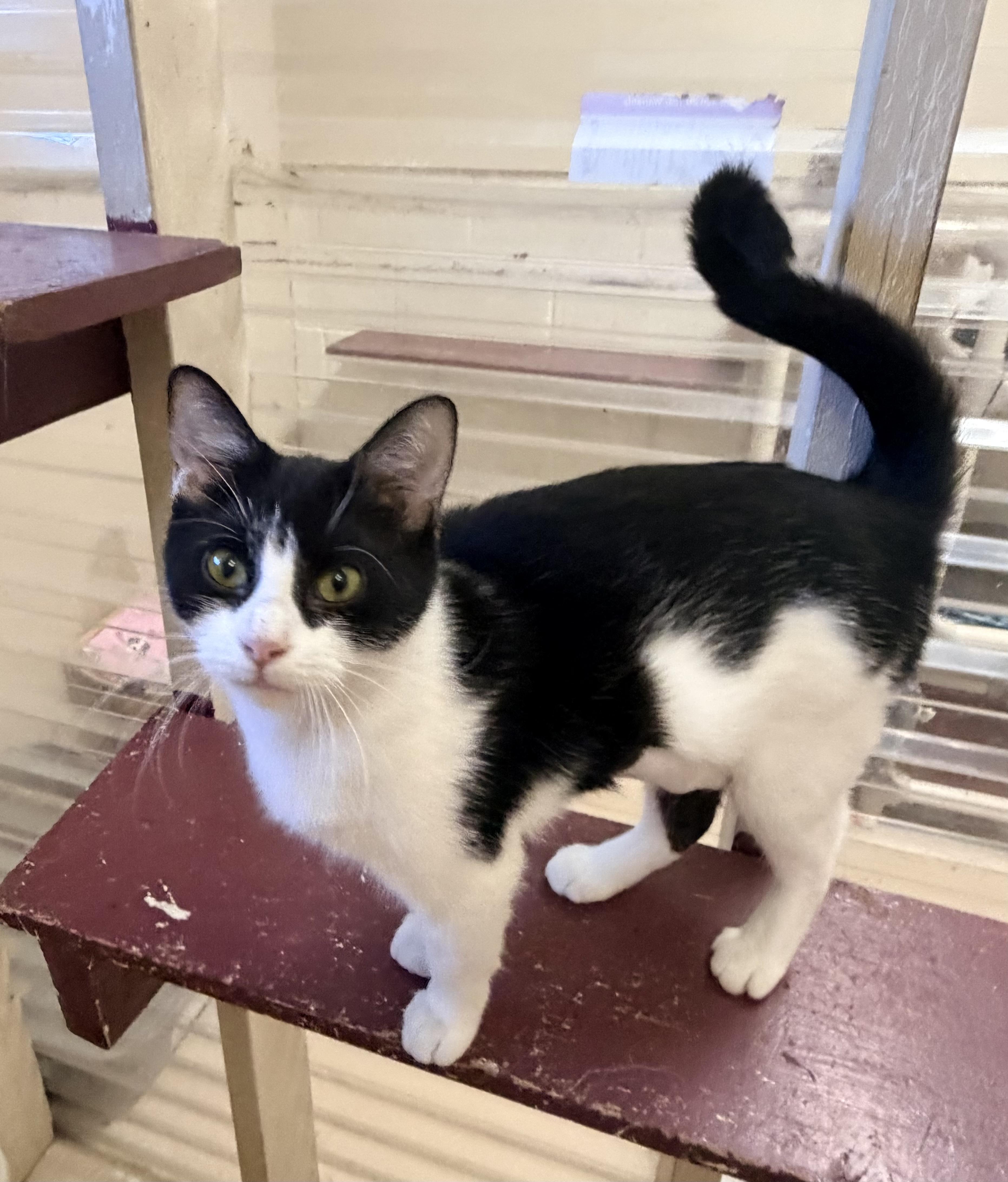 Marcie, ADOPTABLE, Adult Female Domestic Short Hair.
