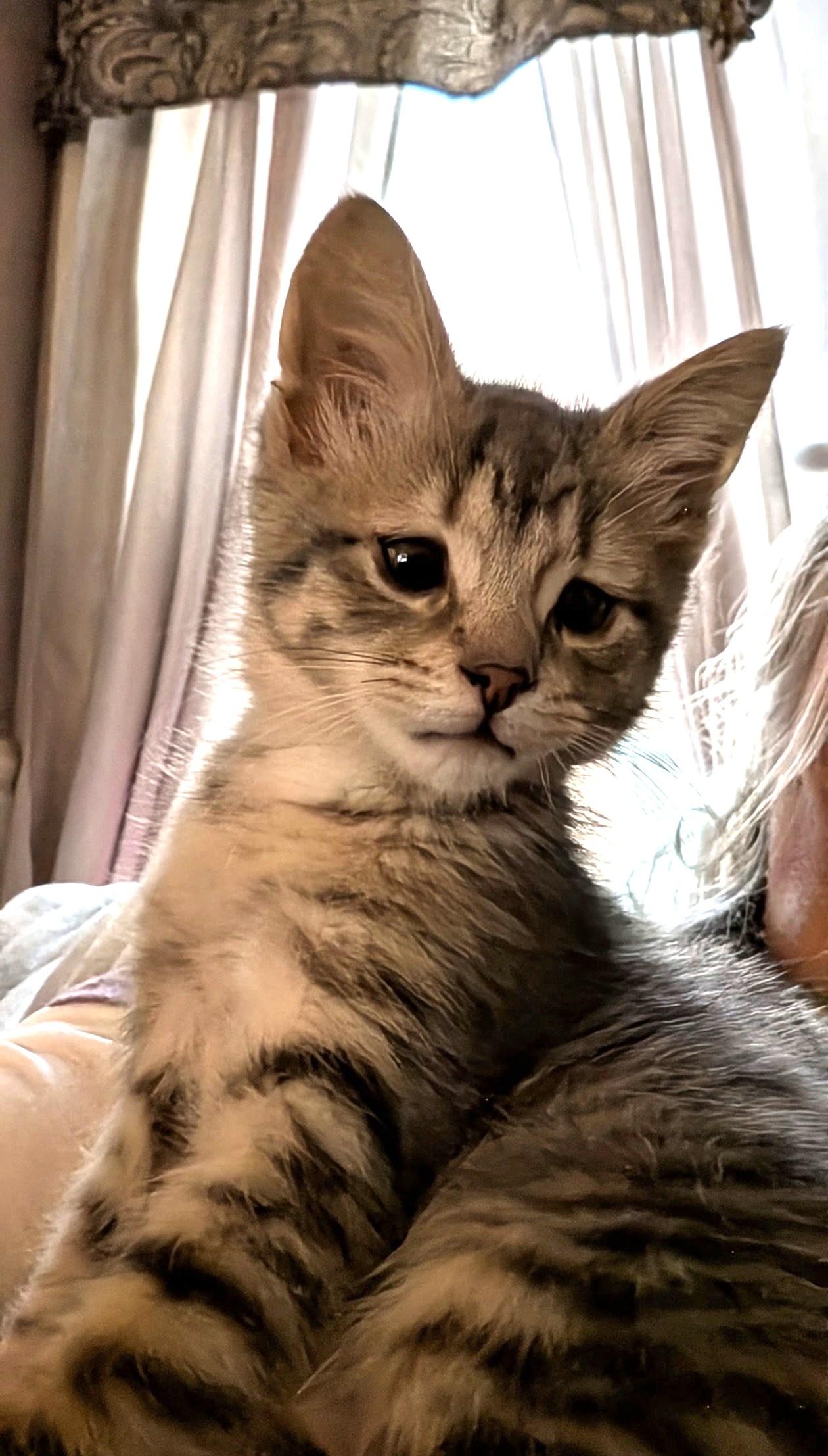 Caroline, ADOPTABLE, Kitten Female Domestic Short Hair.