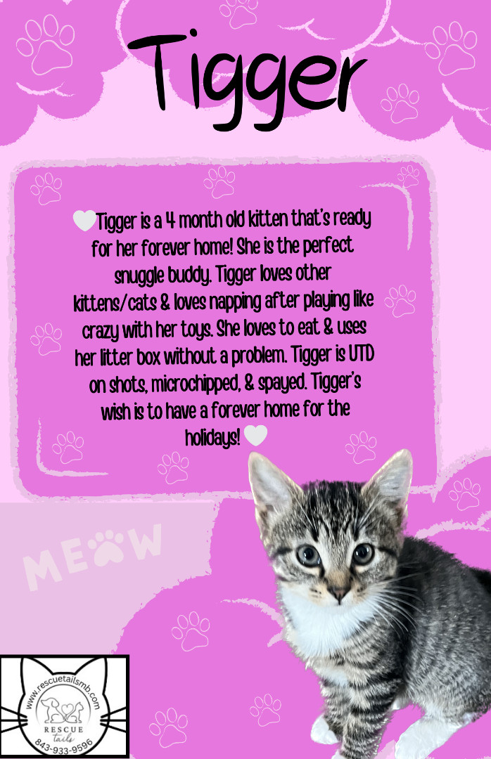 Tigger, Adopted, Kitten Female Domestic Short Hair.