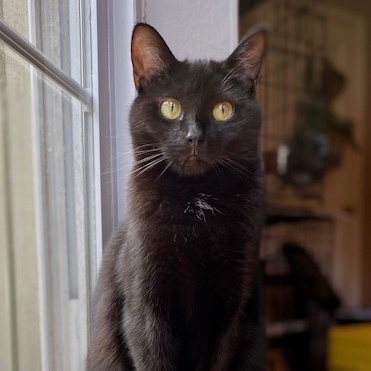 BINX, a Adoptable Domestic Short Hair in Spotsylvania, VA image 1/3