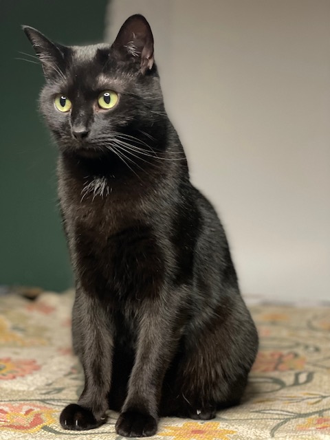 BINX, a Adoptable Domestic Short Hair in Spotsylvania, VA image 2/3