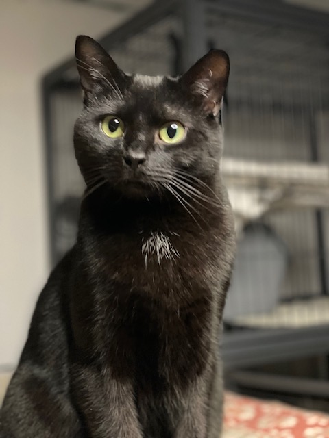 BINX, a Adoptable Domestic Short Hair in Spotsylvania, VA image 3/3