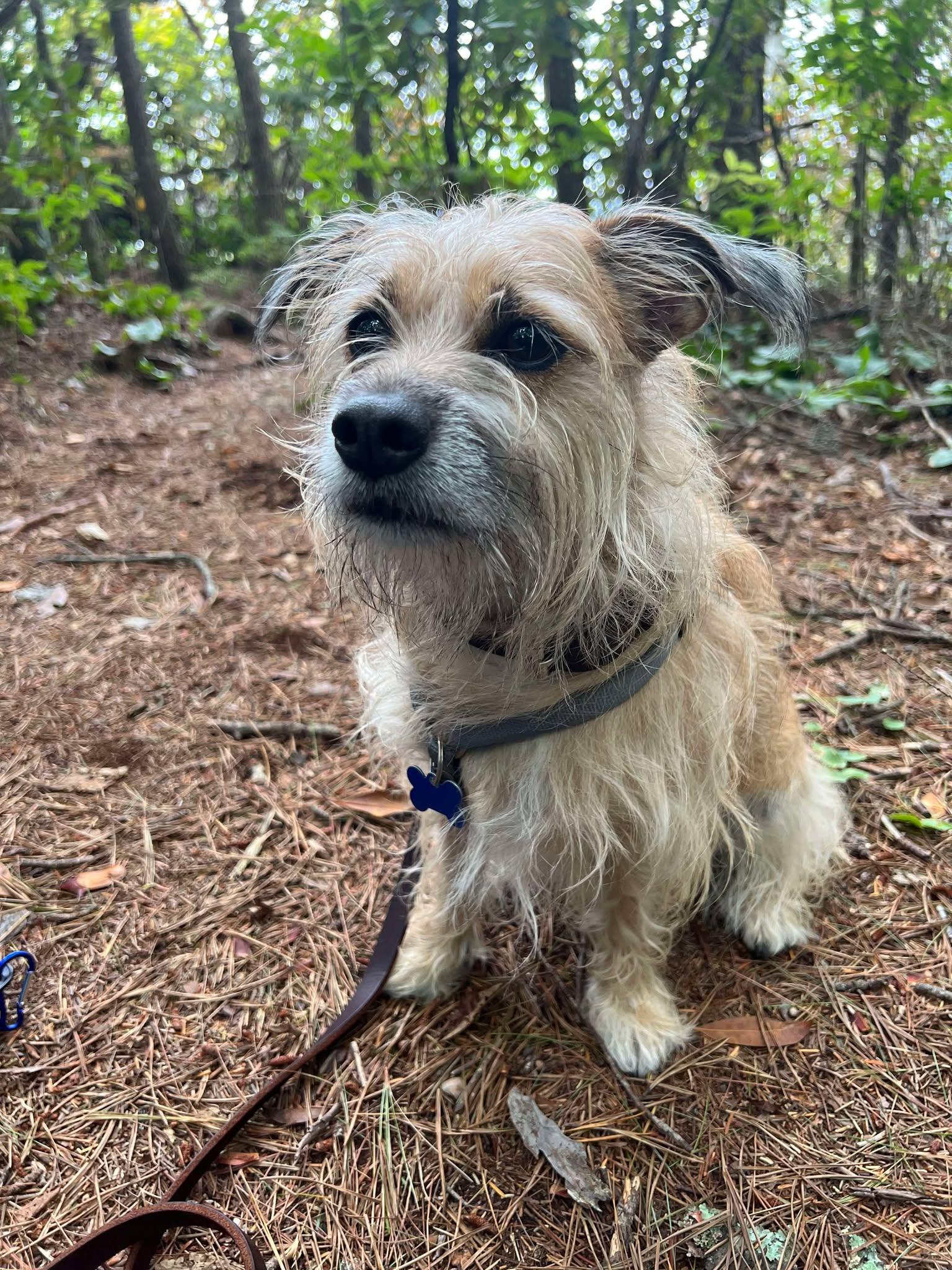 Harley, a Adoptable Terrier in Durham, NC image 1/3