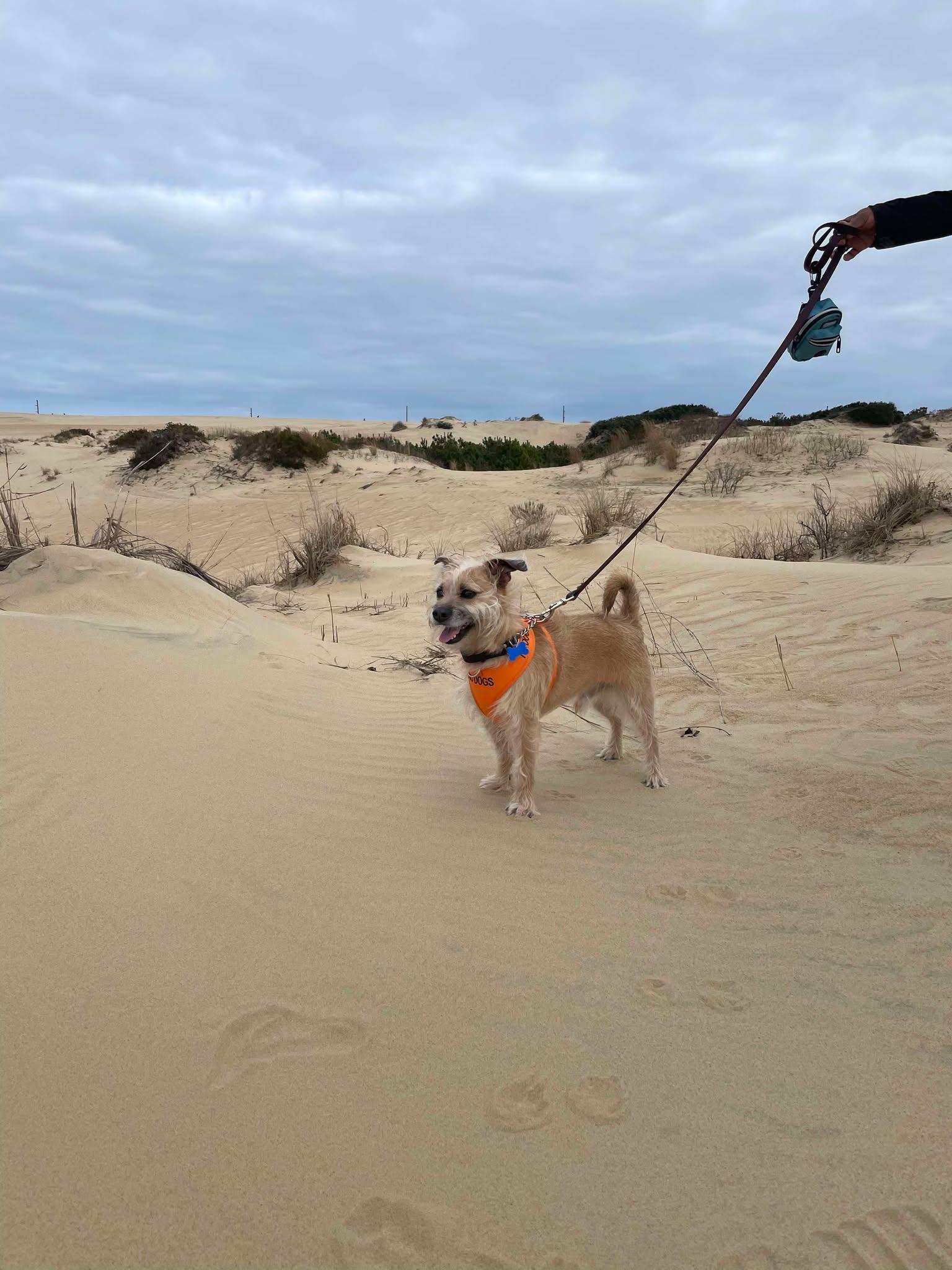 Harley, a Adoptable Terrier in Durham, NC image 2/3